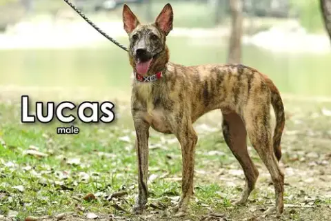 Lucas From Taiwan photo 2
