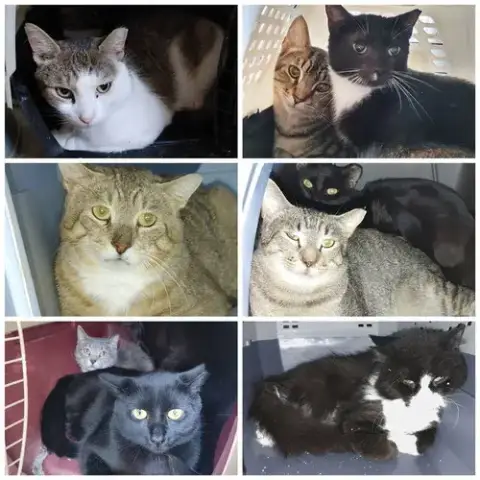 Ferals For Farms! photo 3