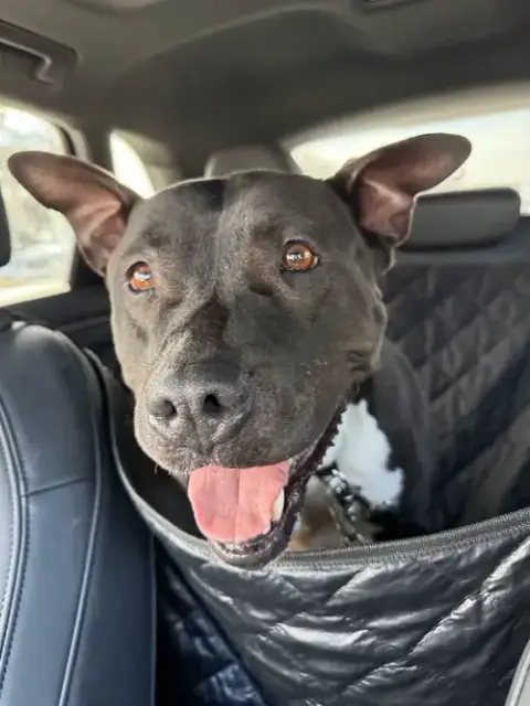 Milo