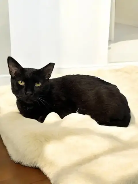 Pepper