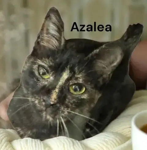 Azalea