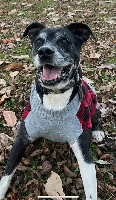 Roscoe In Scottsville Va photo 3
