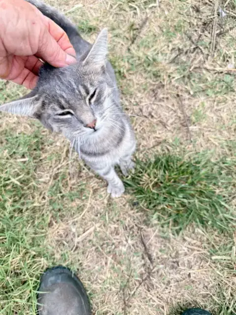 Kitty photo 2