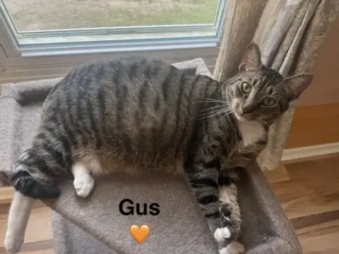 Gus photo 3