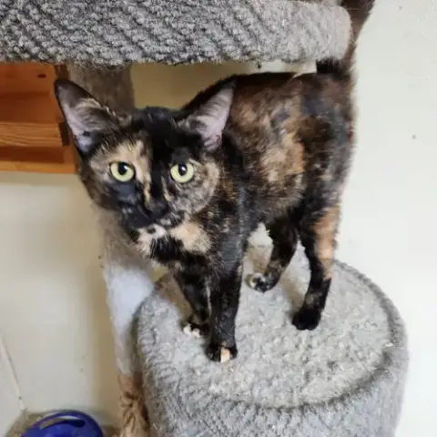 Etta