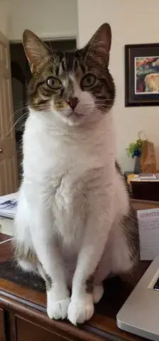 Fair The Anti-Cat Cat photo 2