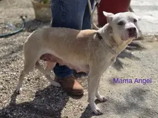Mama Angel photo 2