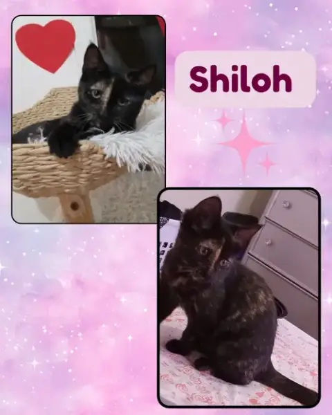 Shiloh photo 2