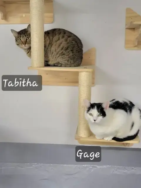 Tabitha photo 3