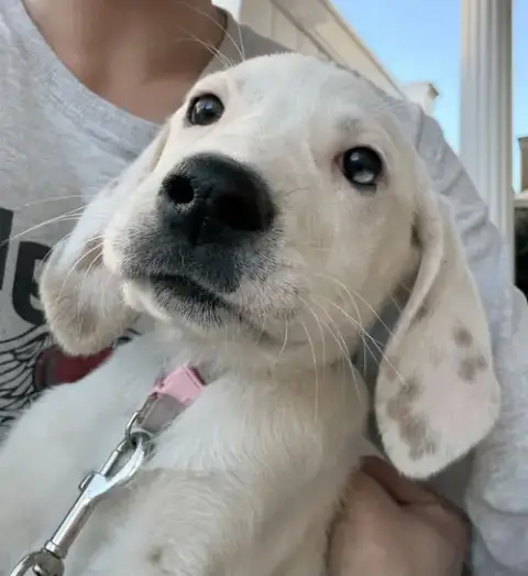 Baby Lexie