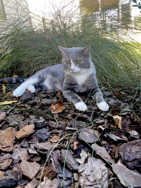 Nikola photo 4