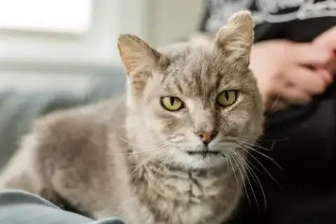 Gandalf photo 5