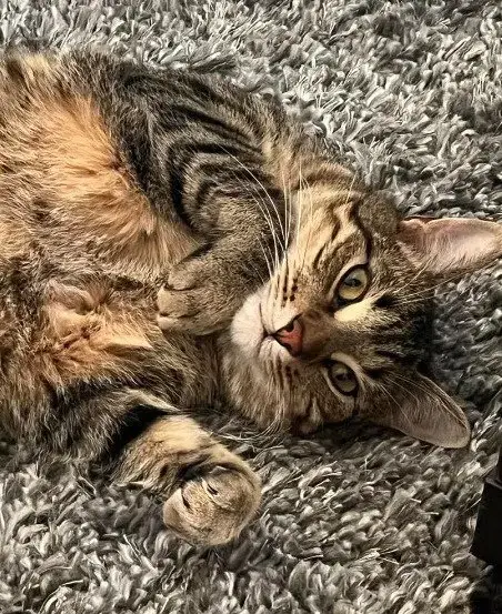 Klaus