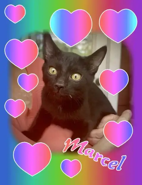Marcel photo 5