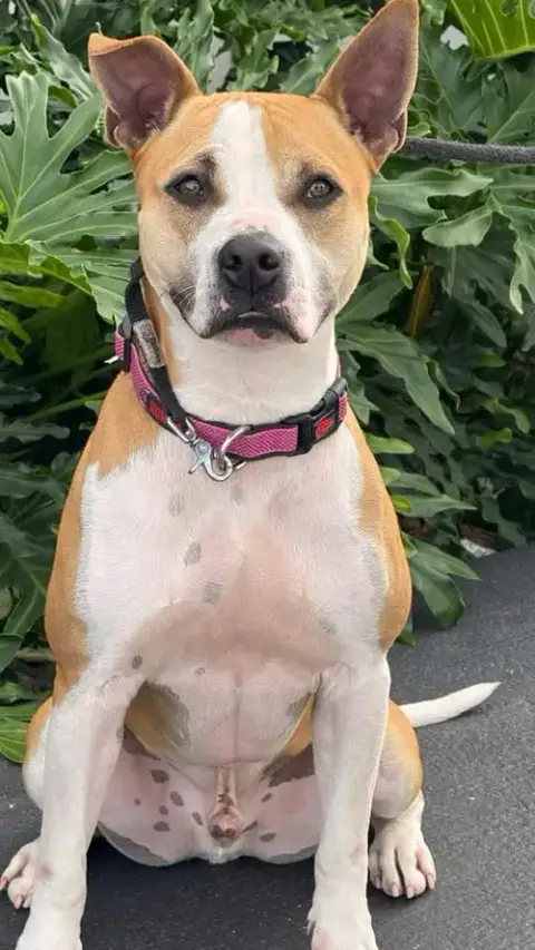 Courtesy Post: Archie