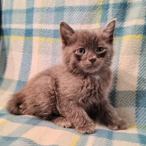 Hemingway Grey