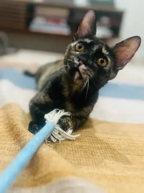 Brenda Flea