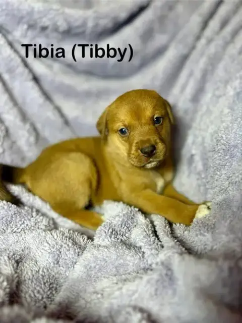 Tibby