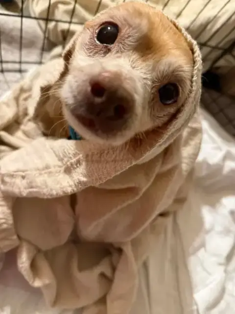 Toby photo 4