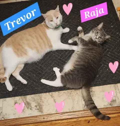 Raja