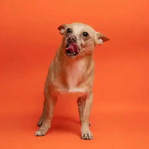 Buddy
