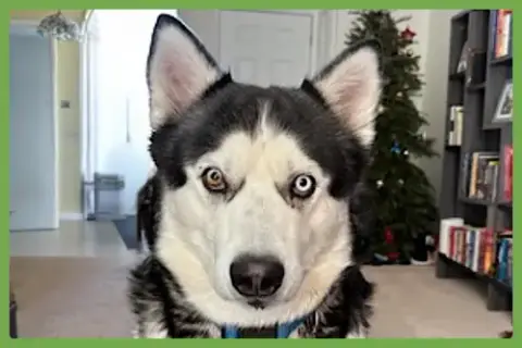 Apollo