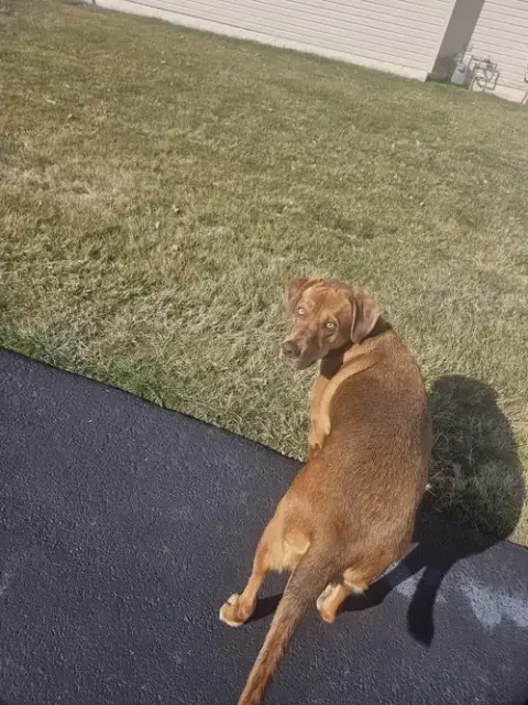 Tyson photo 2