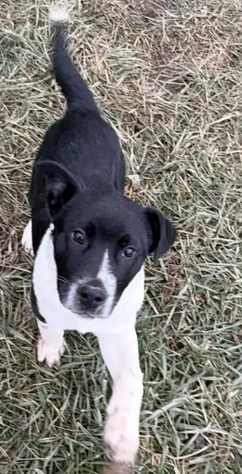 Holiday Pups photo 3
