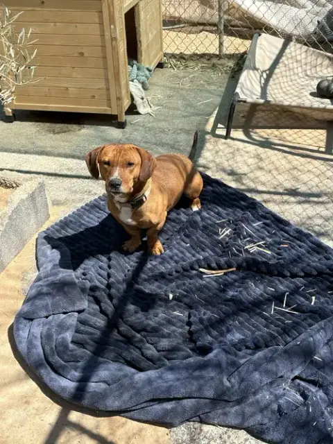 Buddy photo 3
