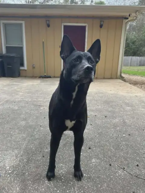 Lucy 2 photo 3