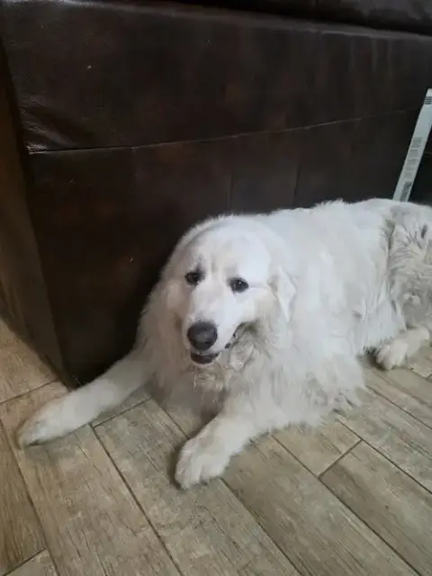Samson photo 2
