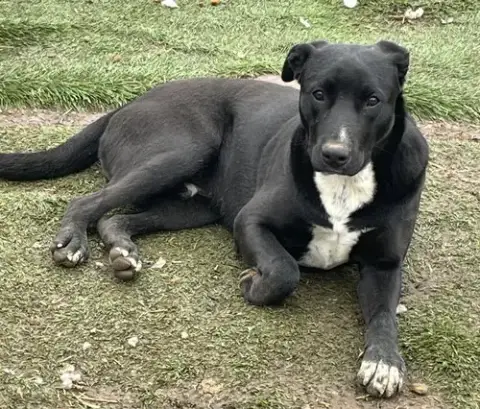 Banjo photo 3