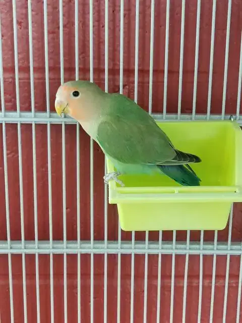 Peaches