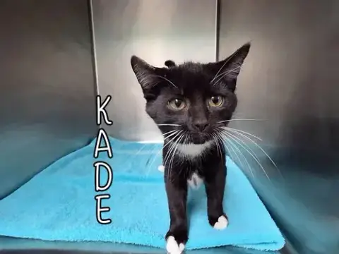 Kade photo 3