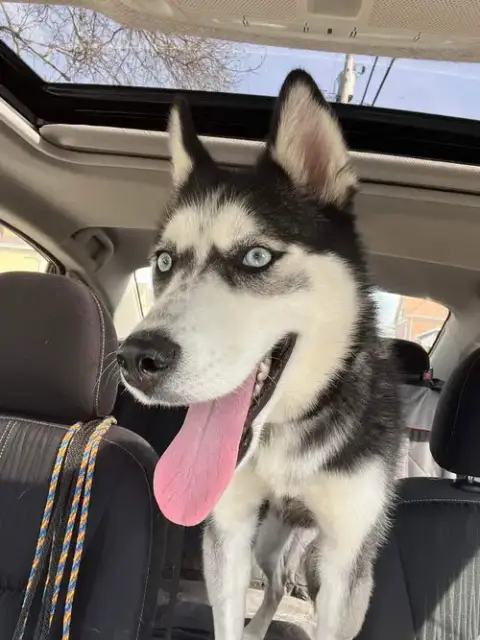 Kira photo 4