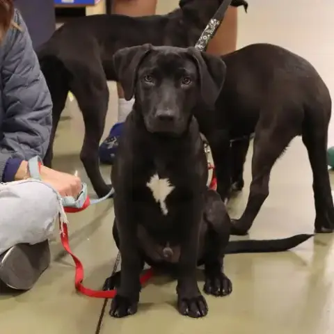 Moore Vet 6 Cayenne photo 5