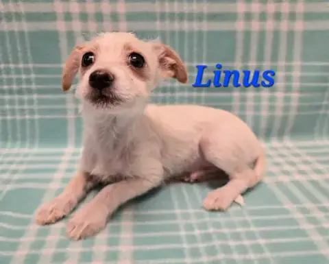Linus