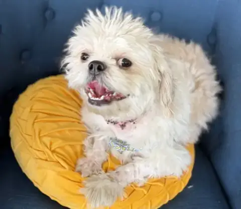 Gizmo photo 2