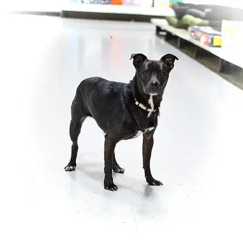 Delilah