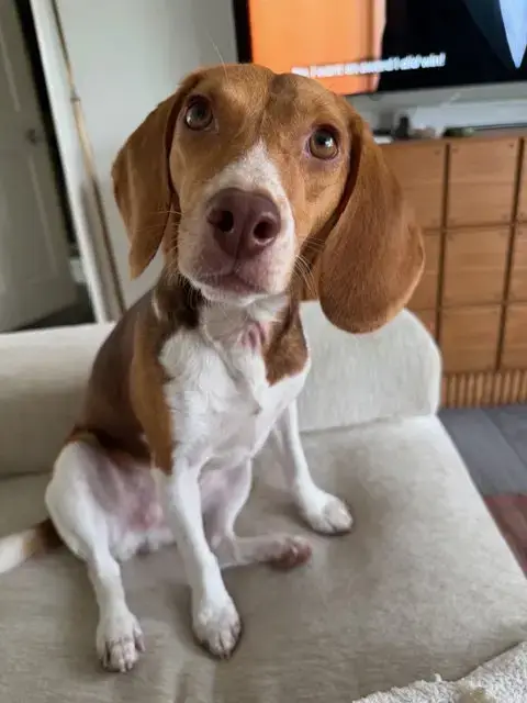 Goose-Adopted 3/7/26