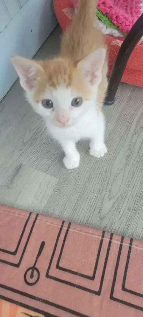 Moe