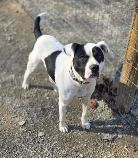 Petey photo 2