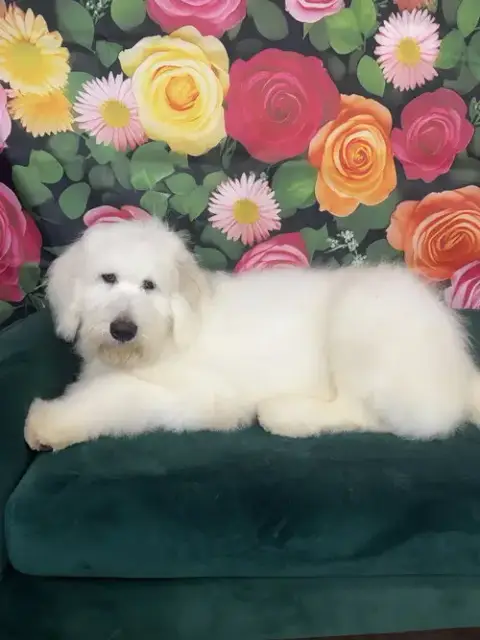 Pablo Escobark