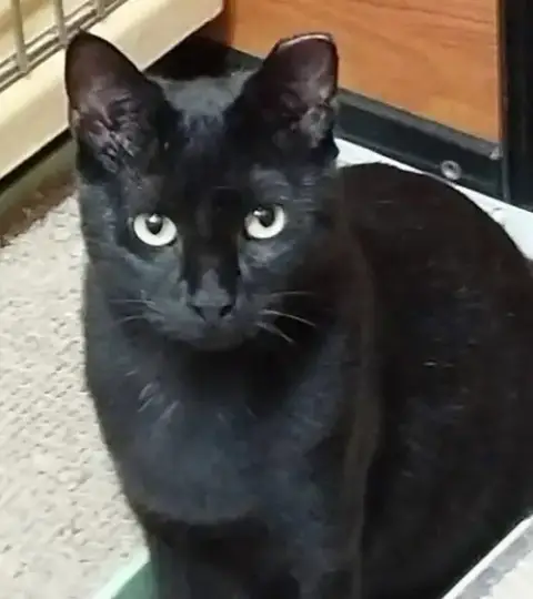 Macchi