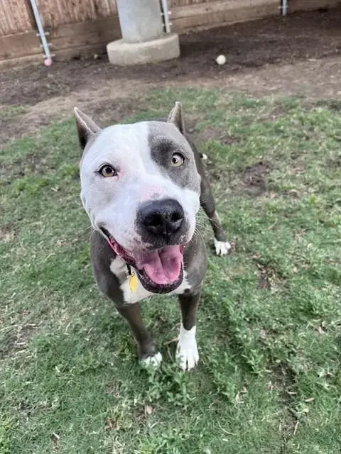 Daisy