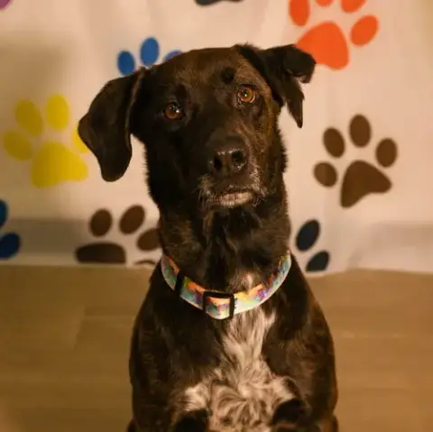 Kali