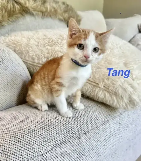 Orange Kitties photo 2