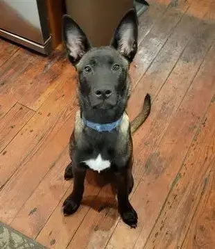 Zulu