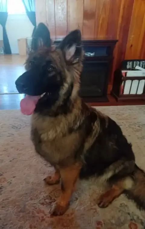 Kota