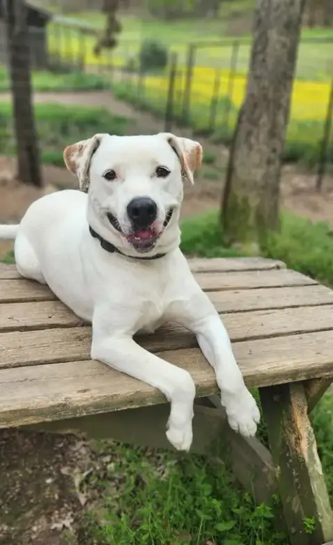 Henry